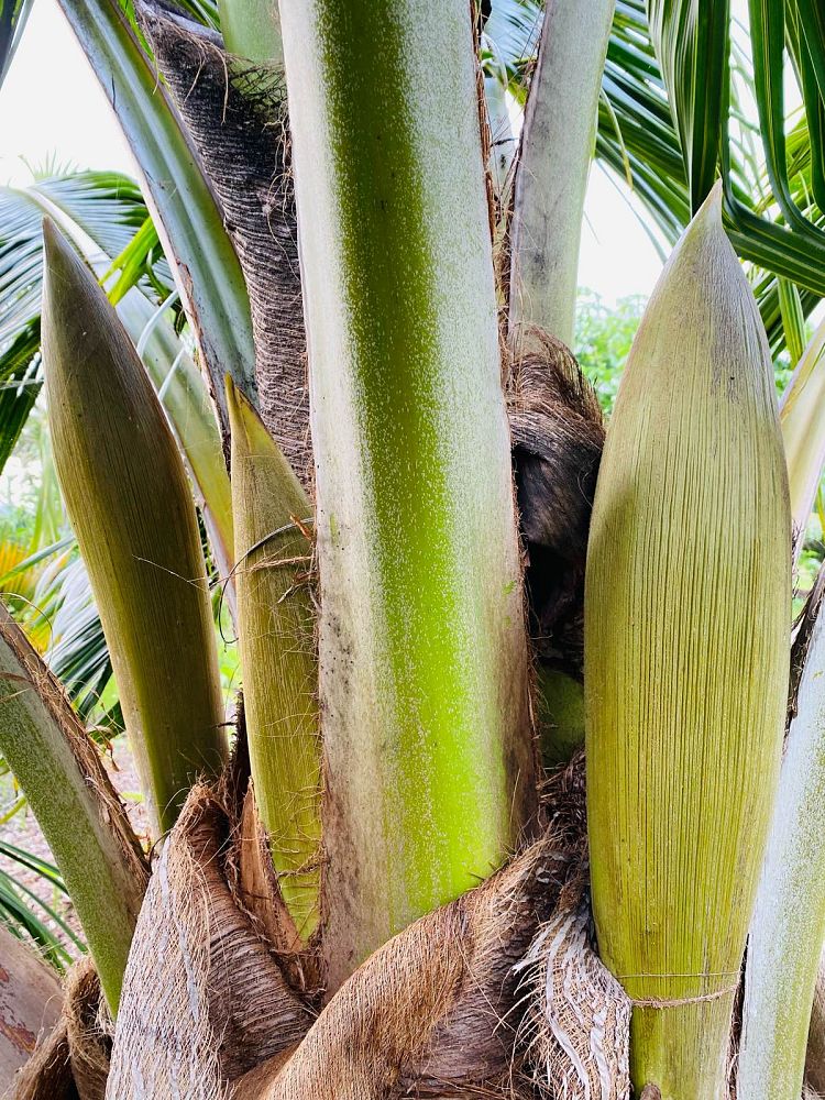 cocos-nucifera-fiji-dwarf-coconut-palm