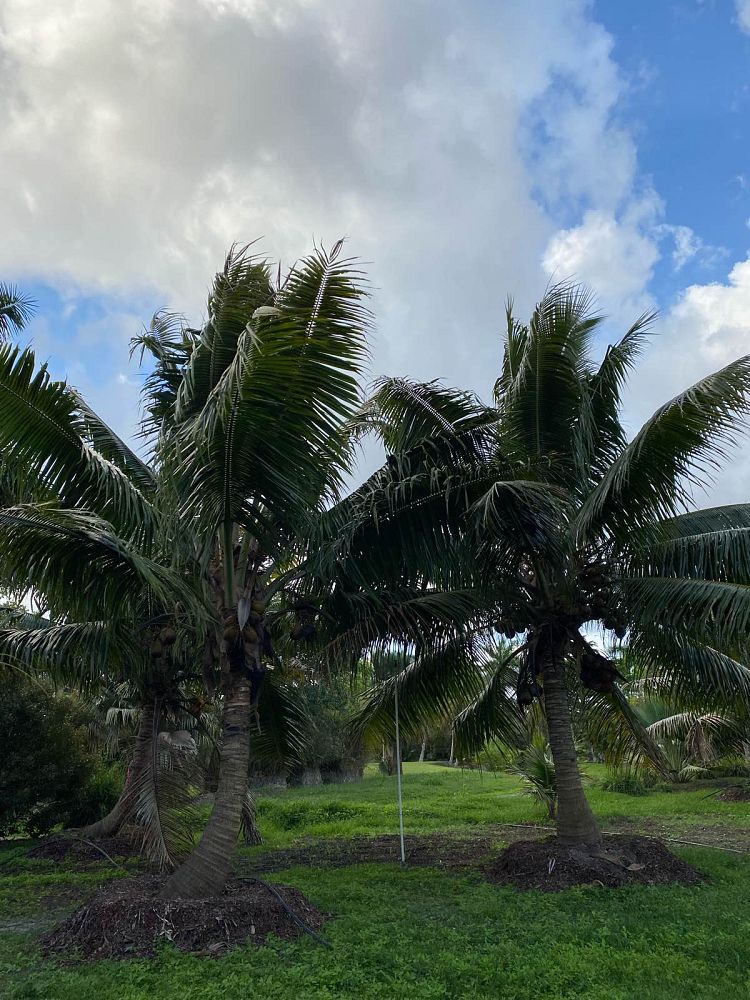 cocos-nucifera-fiji-dwarf-coconut-palm