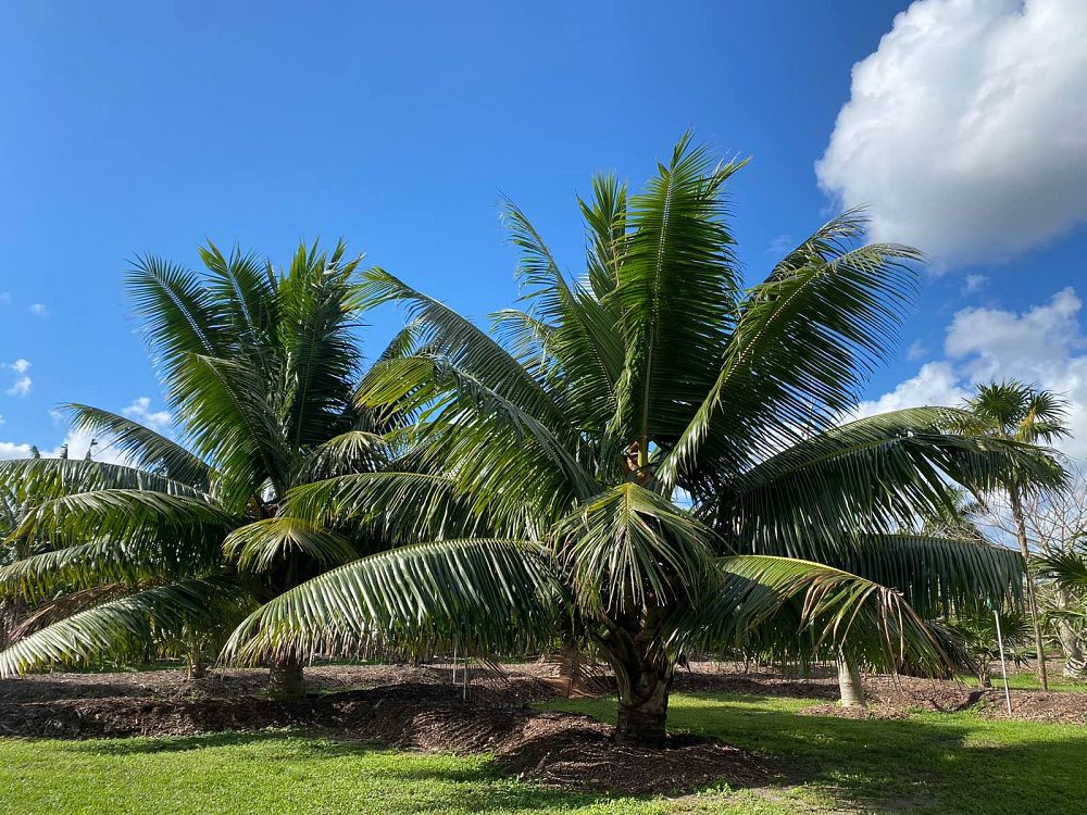 cocos-nucifera-fiji-dwarf-coconut-palm