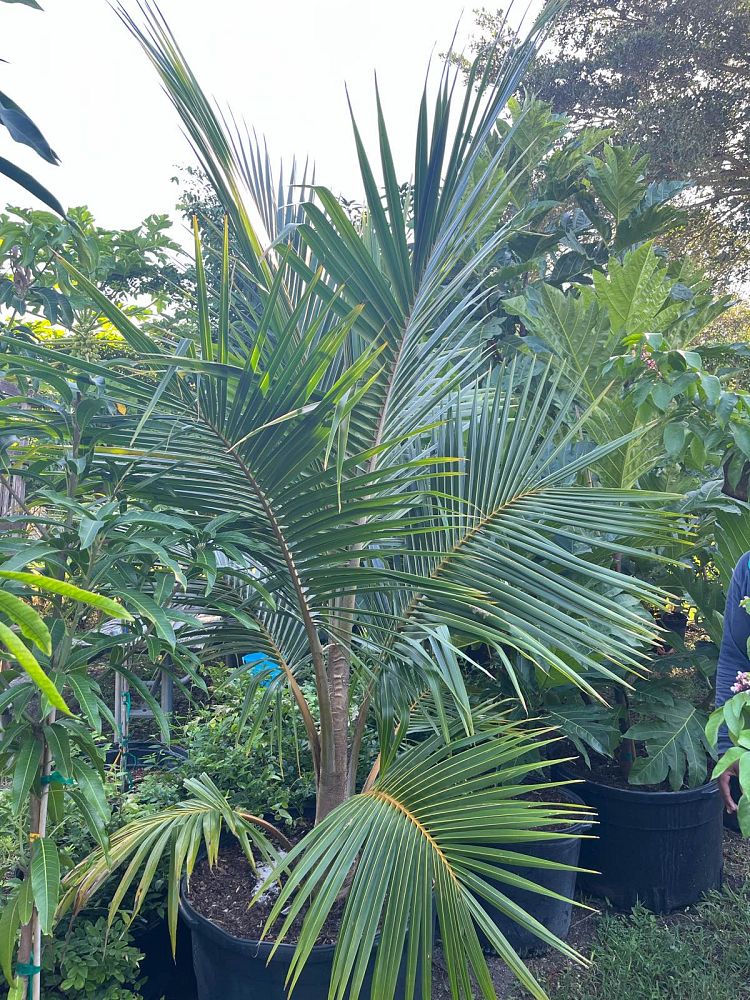 cocos-nucifera-fiji-dwarf-coconut-palm
