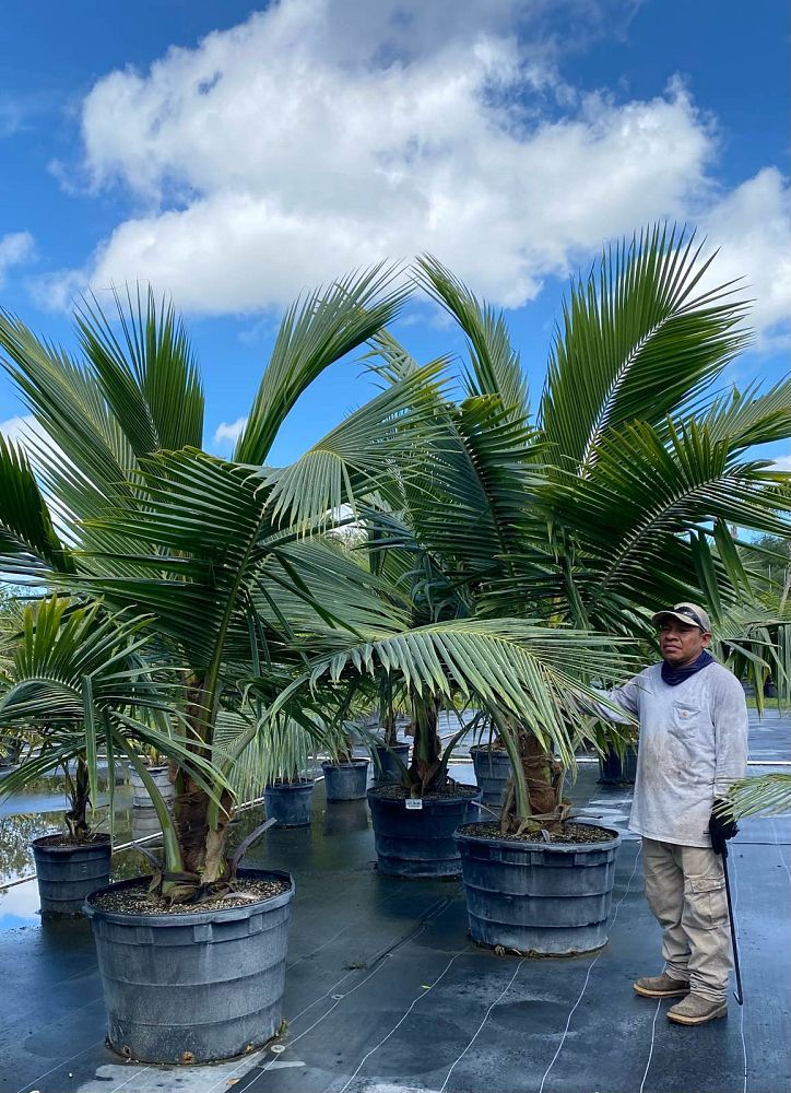 cocos-nucifera-fiji-dwarf-coconut-palm