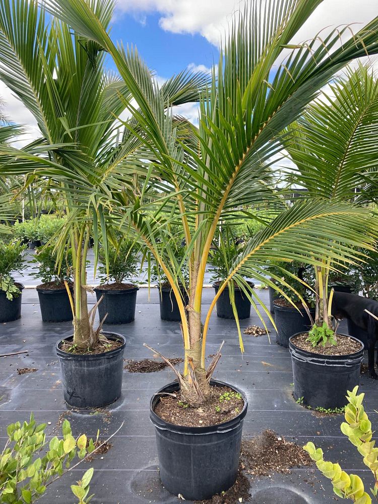 cocos-nucifera-fiji-dwarf-coconut-palm