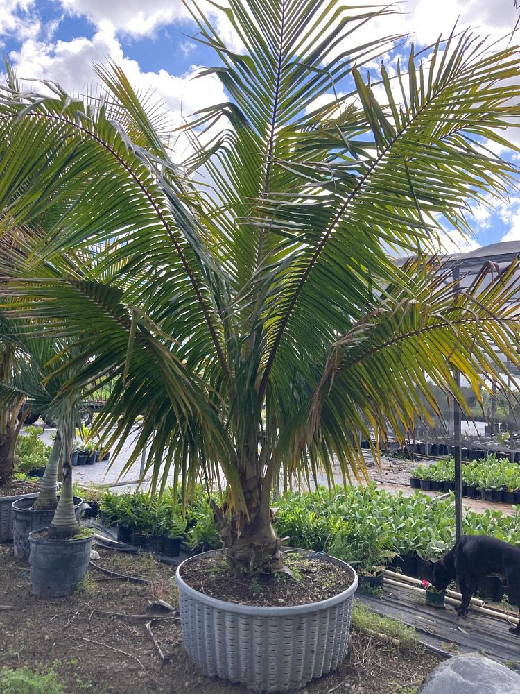 cocos-nucifera-fiji-dwarf-coconut-palm