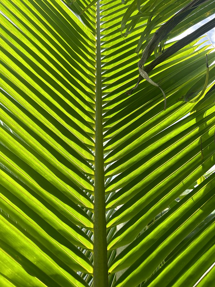 cocos-nucifera-fiji-dwarf-coconut-palm