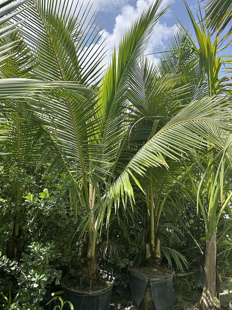 cocos-nucifera-fiji-dwarf-coconut-palm