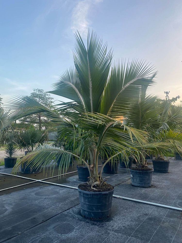 cocos-nucifera-fiji-dwarf-coconut-palm