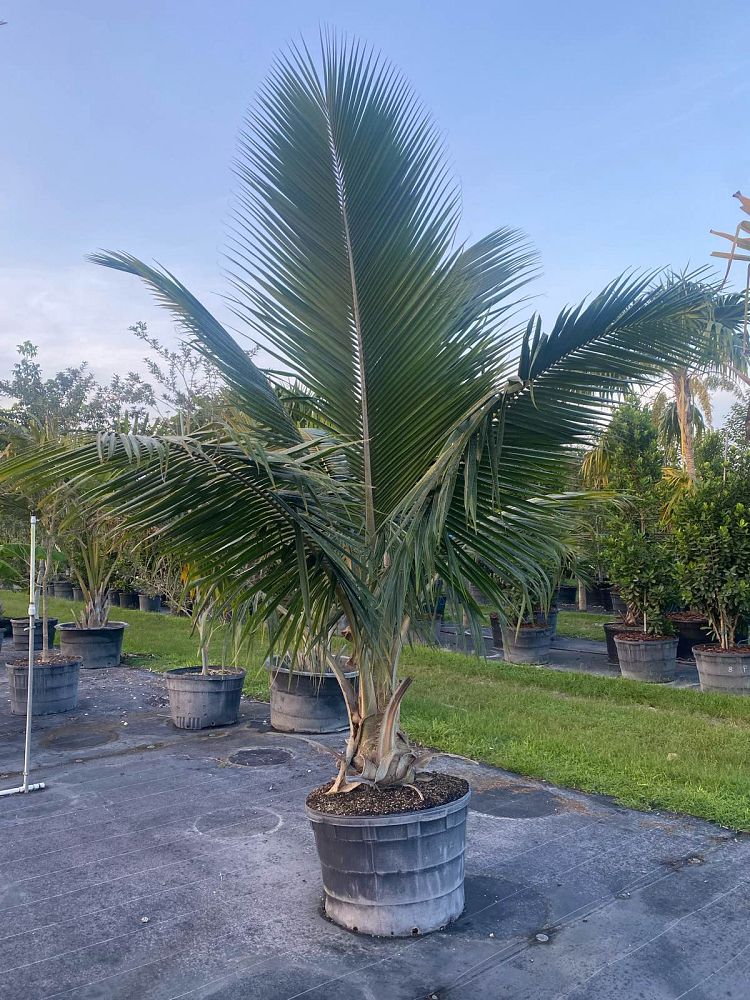 cocos-nucifera-fiji-dwarf-coconut-palm