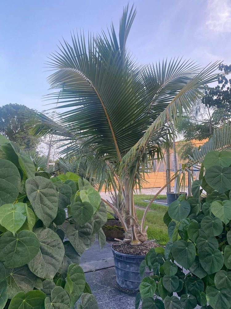 cocos-nucifera-fiji-dwarf-coconut-palm