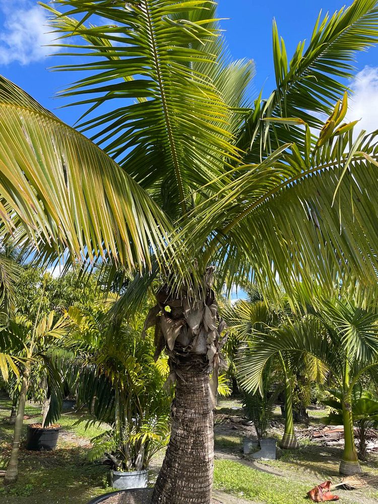 cocos-nucifera-fiji-dwarf-coconut-palm