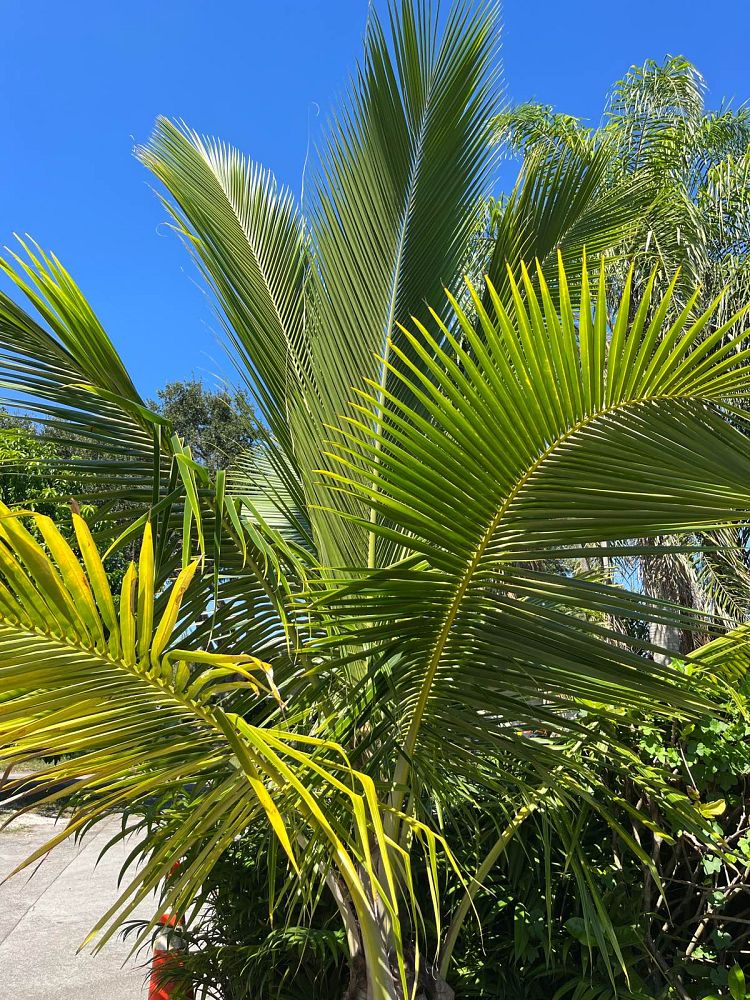 cocos-nucifera-fiji-dwarf-coconut-palm