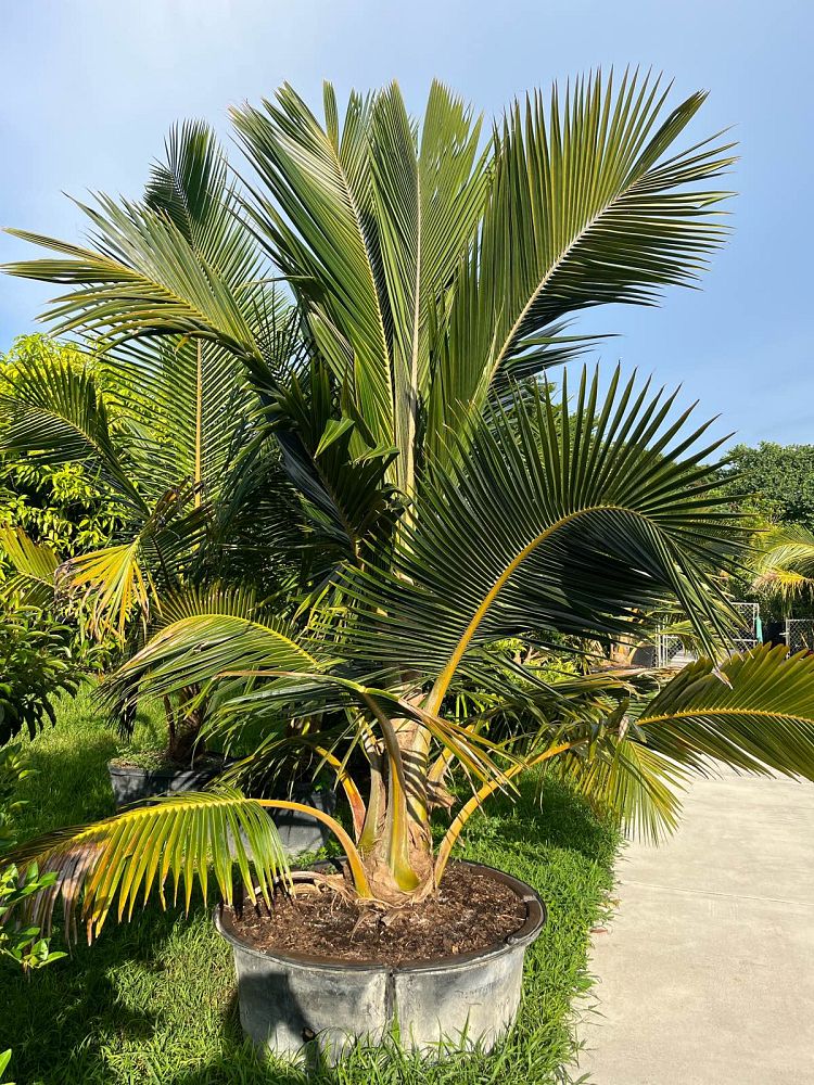 cocos-nucifera-fiji-dwarf-coconut-palm