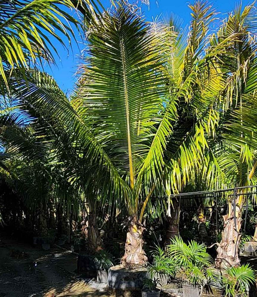 cocos-nucifera-fiji-dwarf-coconut-palm