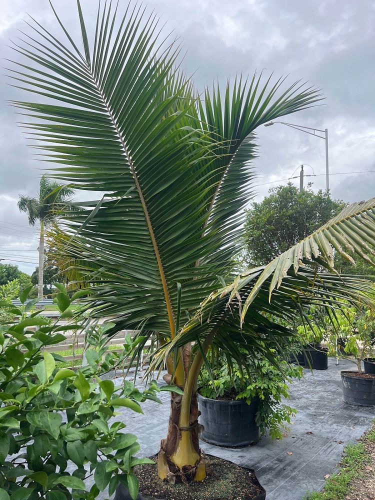 cocos-nucifera-fiji-dwarf-coconut-palm