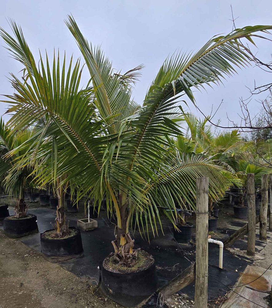 cocos-nucifera-fiji-dwarf-coconut-palm