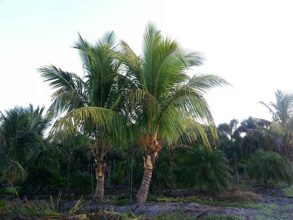 cocos-nucifera-golden-malayan-coconut-palm