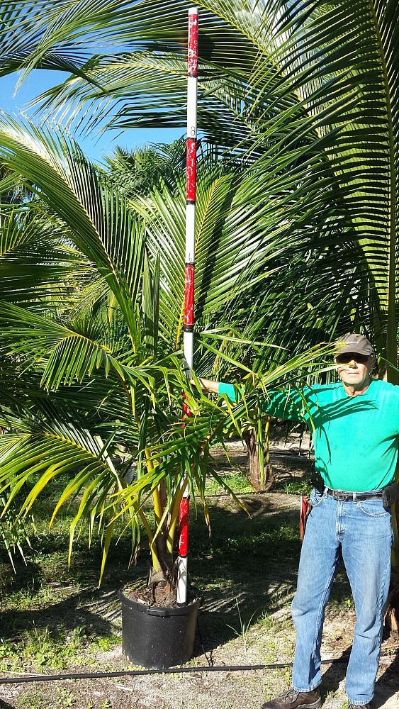 cocos-nucifera-golden-malayan-coconut-palm