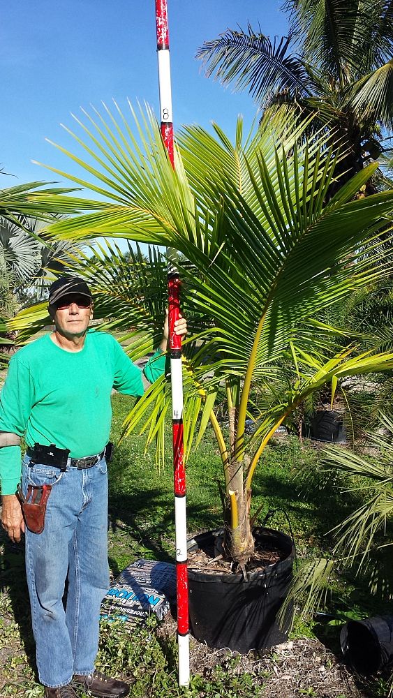 cocos-nucifera-golden-malayan-coconut-palm