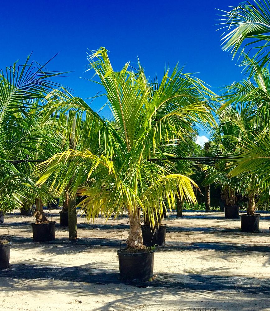 cocos-nucifera-golden-malayan-coconut-palm