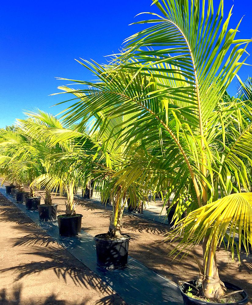 cocos-nucifera-golden-malayan-coconut-palm