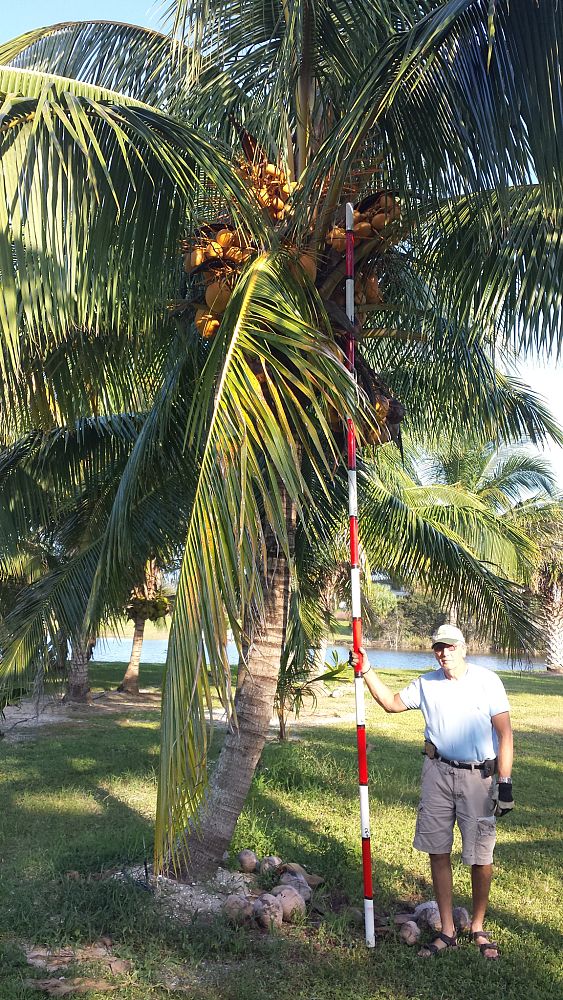 cocos-nucifera-golden-malayan-coconut-palm
