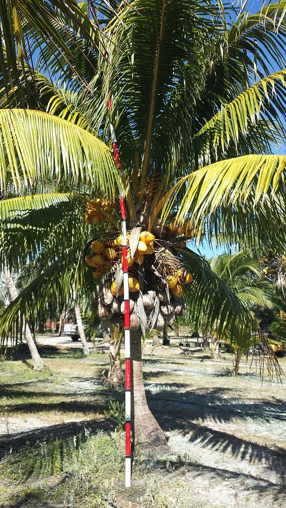 cocos-nucifera-golden-malayan-coconut-palm