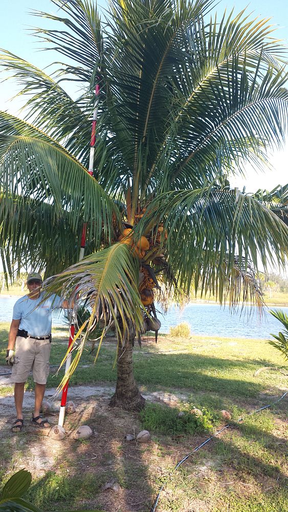 cocos-nucifera-golden-malayan-coconut-palm
