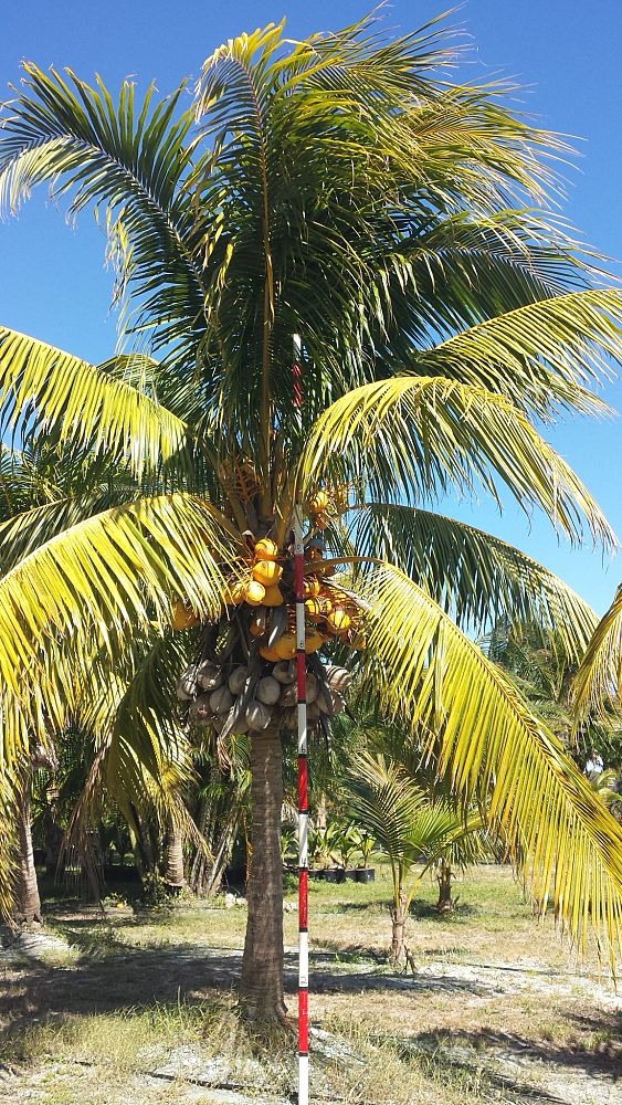 cocos-nucifera-golden-malayan-coconut-palm