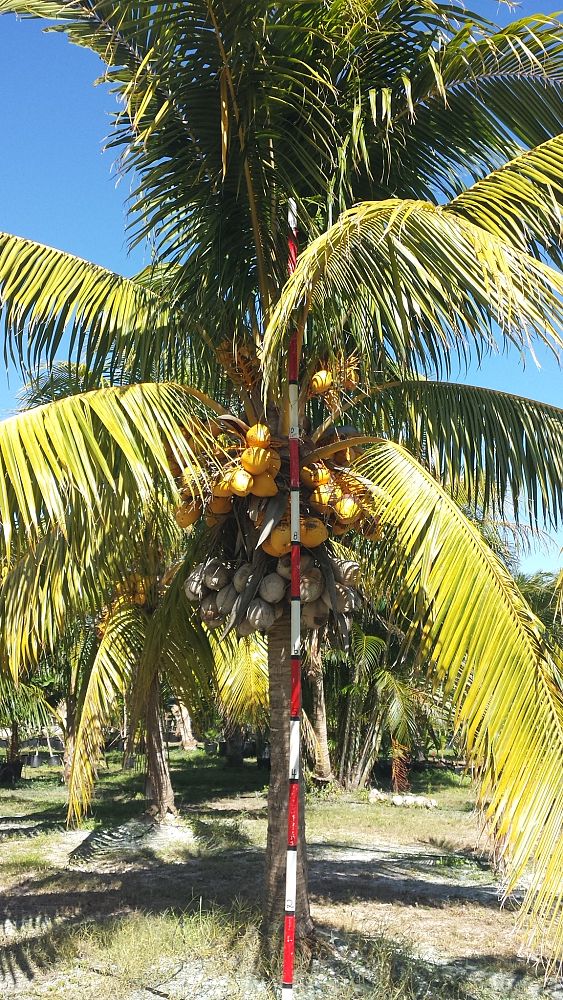cocos-nucifera-golden-malayan-coconut-palm