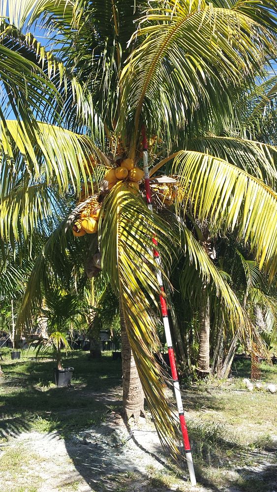 cocos-nucifera-golden-malayan-coconut-palm