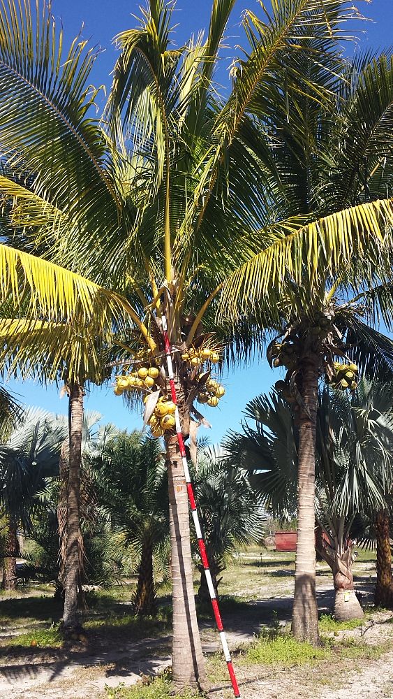 cocos-nucifera-golden-malayan-coconut-palm