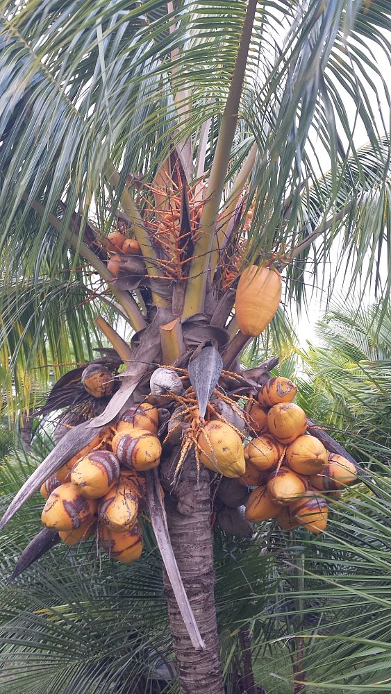 cocos-nucifera-golden-malayan-coconut-palm
