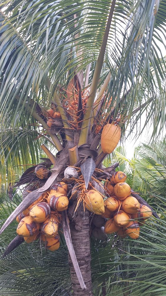 cocos-nucifera-golden-malayan-coconut-palm
