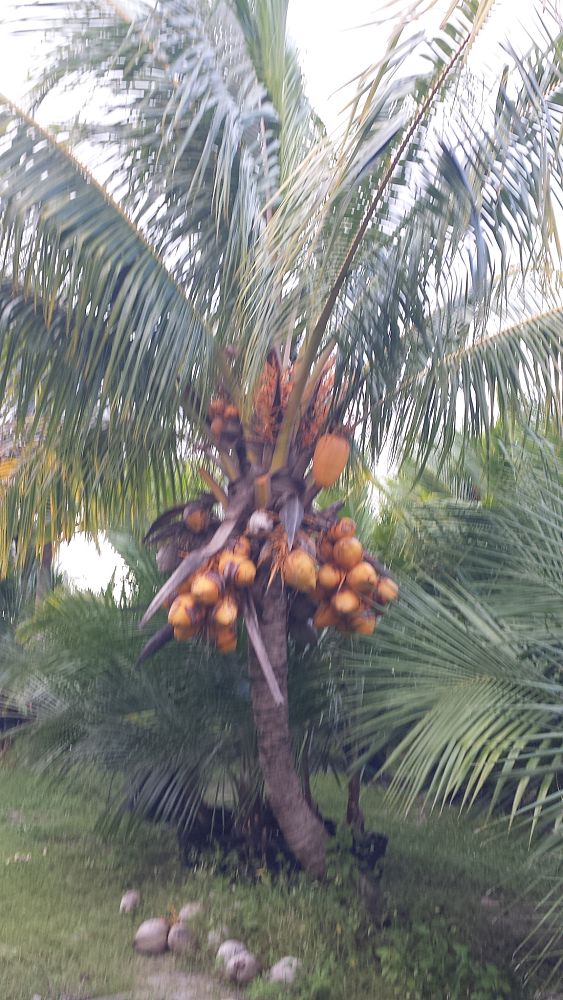 cocos-nucifera-golden-malayan-coconut-palm