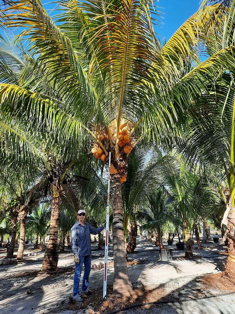 cocos-nucifera-golden-malayan-coconut-palm