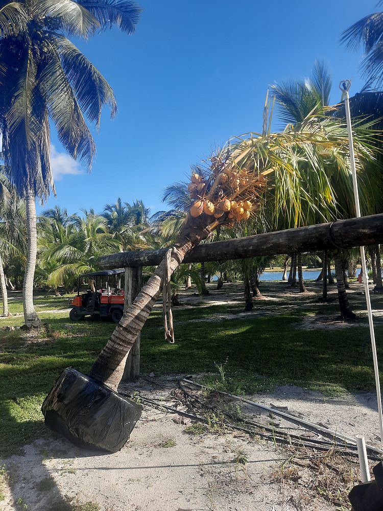 cocos-nucifera-golden-malayan-coconut-palm