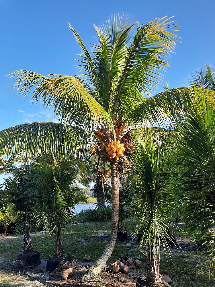 cocos-nucifera-golden-malayan-coconut-palm