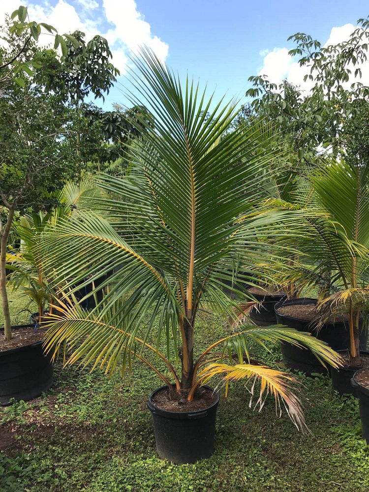 cocos-nucifera-golden-malayan-coconut-palm