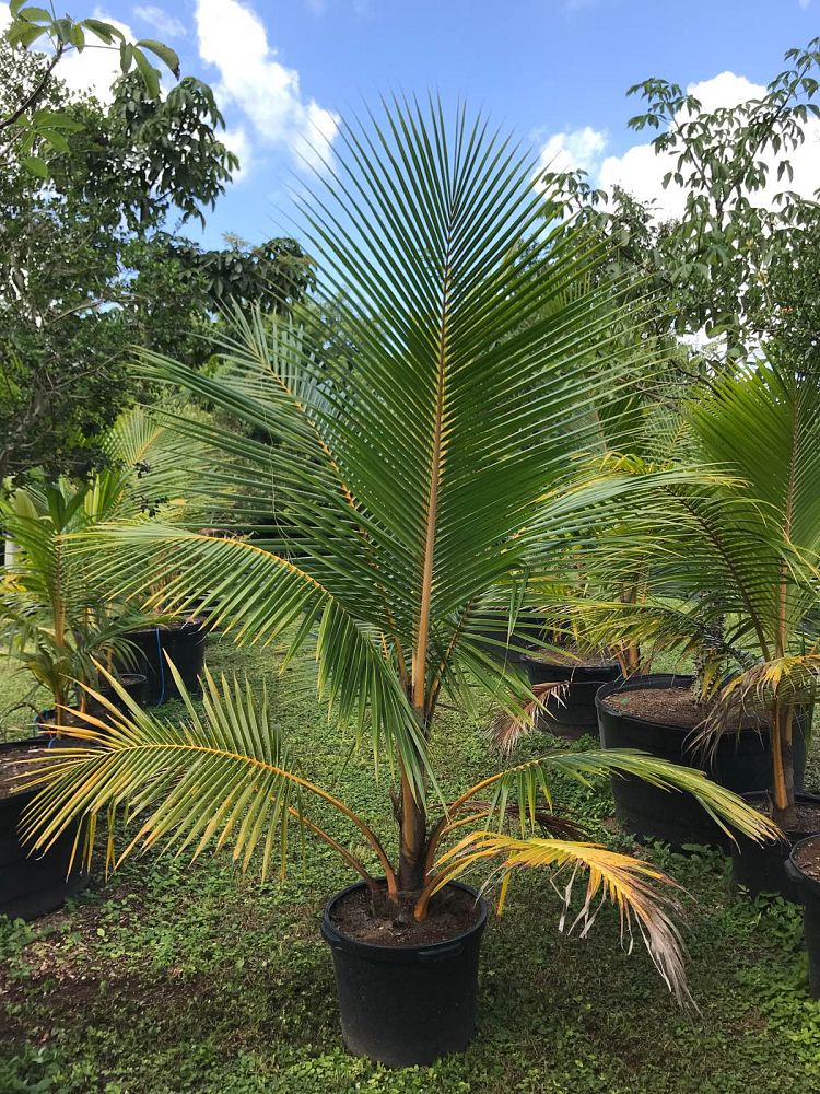 cocos-nucifera-golden-malayan-coconut-palm