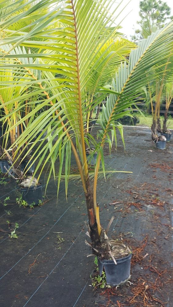 cocos-nucifera-golden-malayan-coconut-palm
