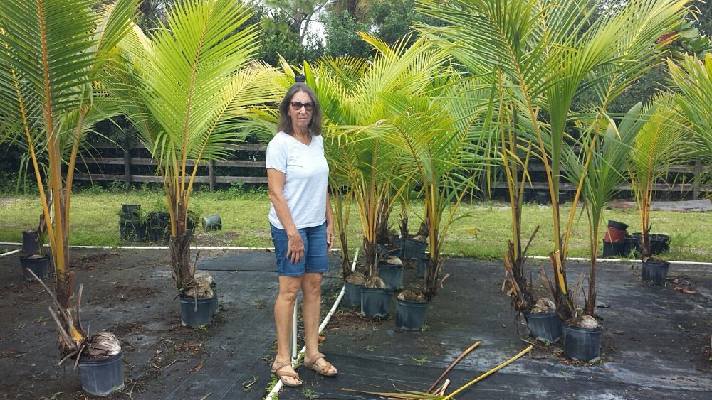 cocos-nucifera-golden-malayan-coconut-palm