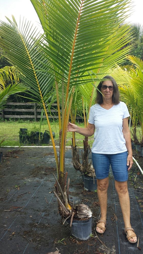 cocos-nucifera-golden-malayan-coconut-palm