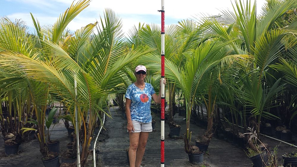 cocos-nucifera-golden-malayan-coconut-palm