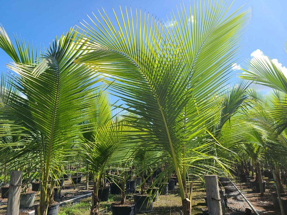 cocos-nucifera-golden-malayan-coconut-palm