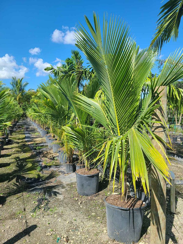 cocos-nucifera-golden-malayan-coconut-palm
