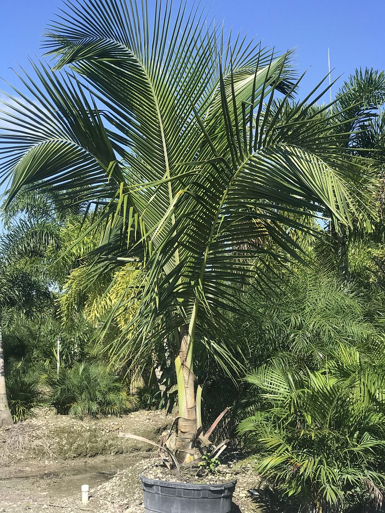 cocos-nucifera-golden-malayan-coconut-palm