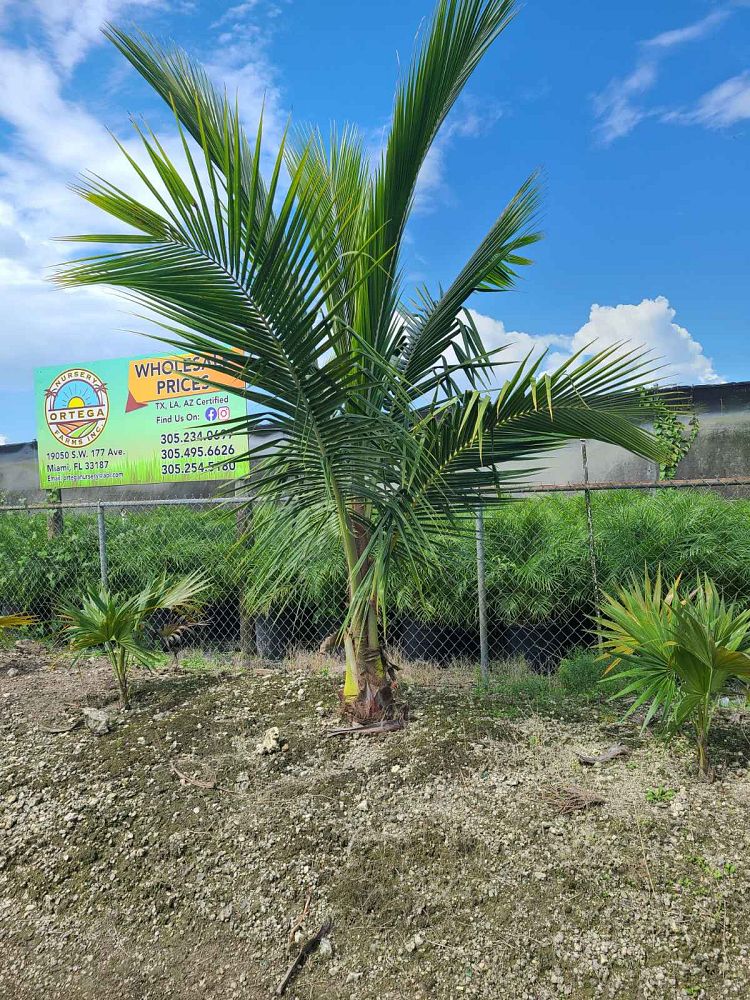 cocos-nucifera-golden-malayan-coconut-palm