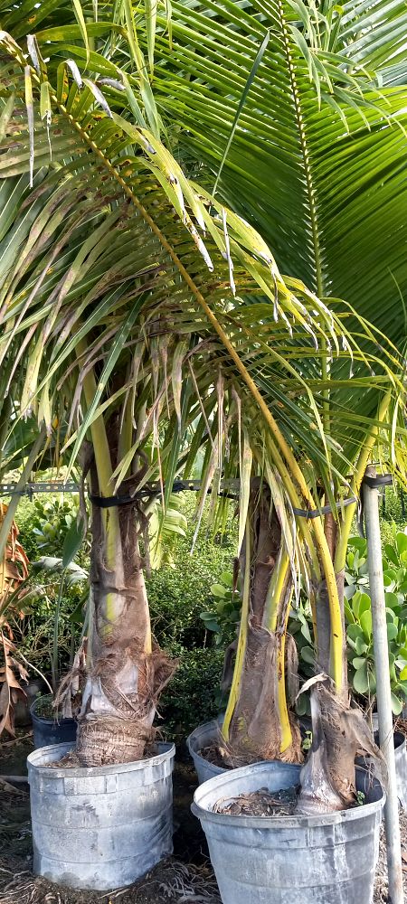 cocos-nucifera-golden-malayan-coconut-palm