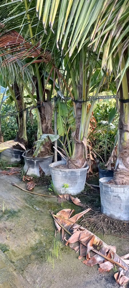 cocos-nucifera-golden-malayan-coconut-palm