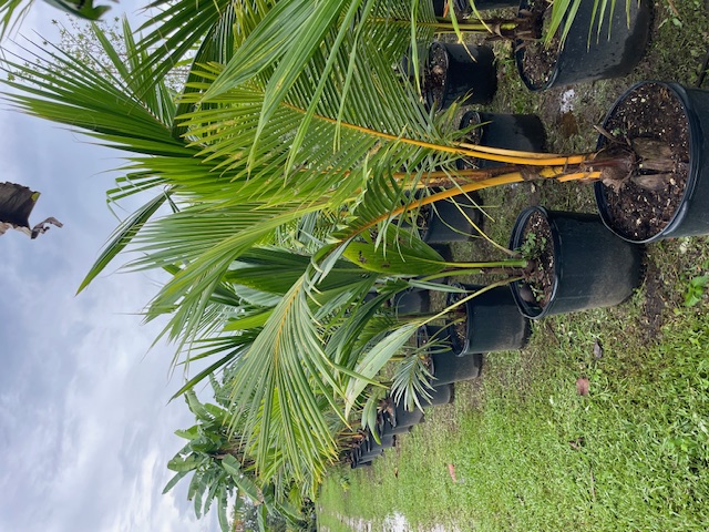 cocos-nucifera-golden-malayan-coconut-palm