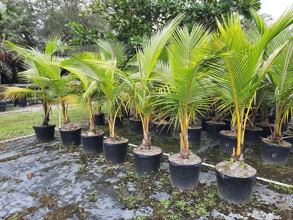 cocos-nucifera-golden-malayan-coconut-palm